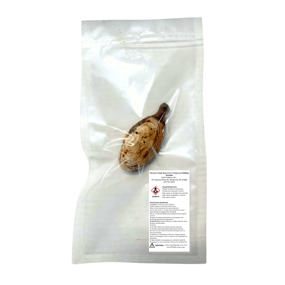 Preserved Soft-Shell Clam (Mya arenaria) – Marine Invertebrate Specimen