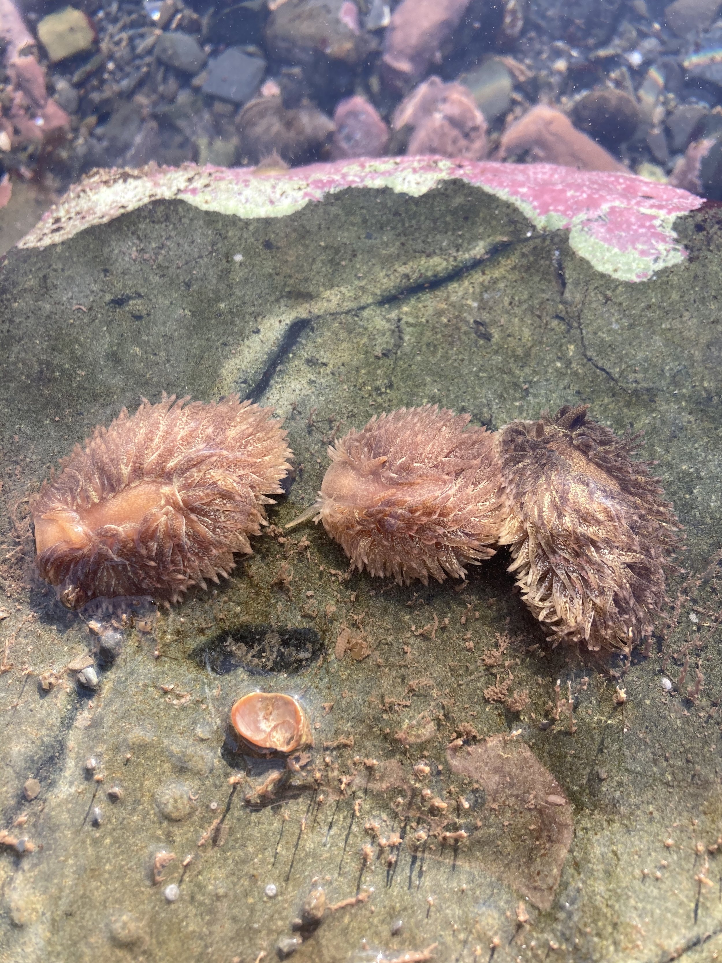 Lion's Mane Nudibranch (Aeolidia papillosa)