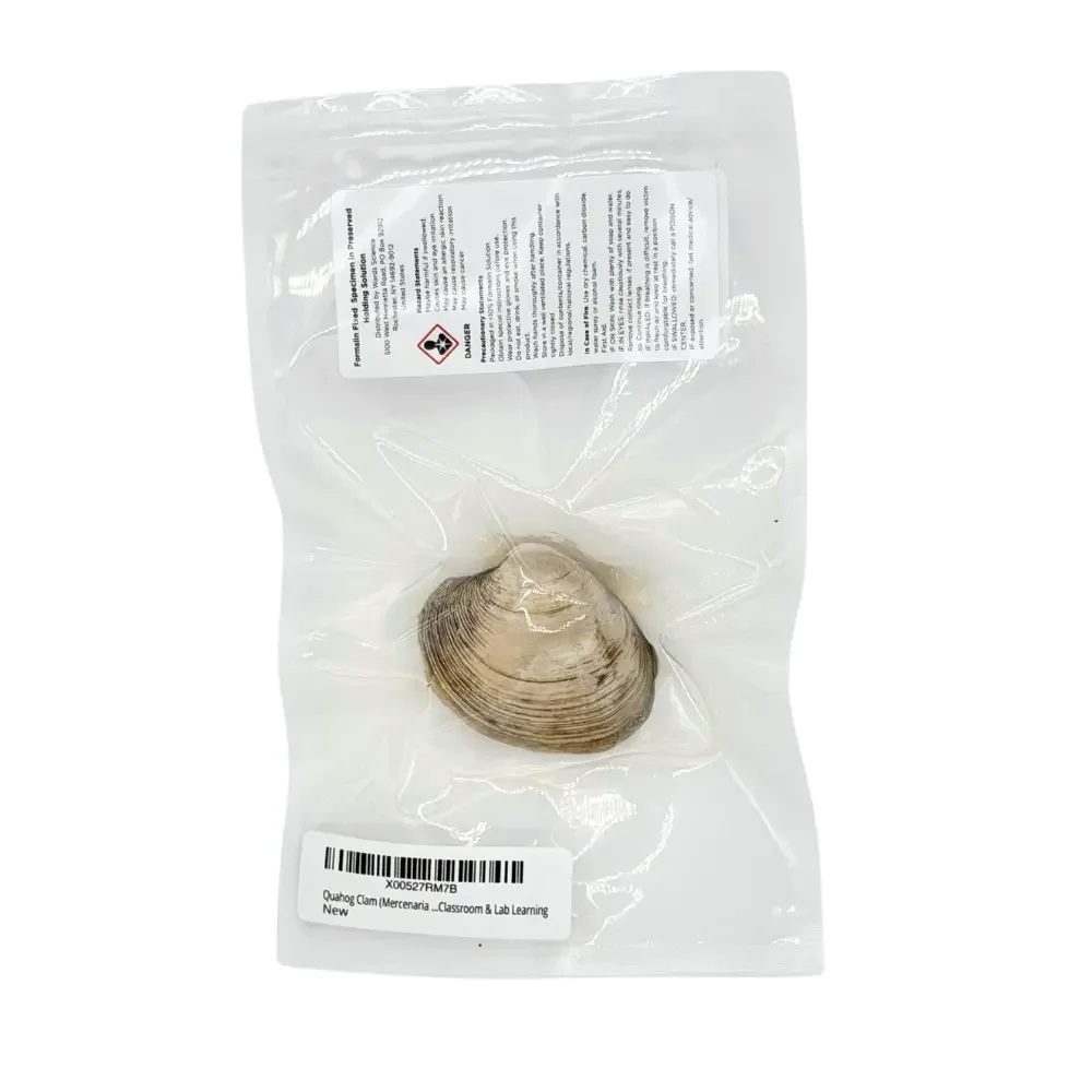 Quahog Back.webp