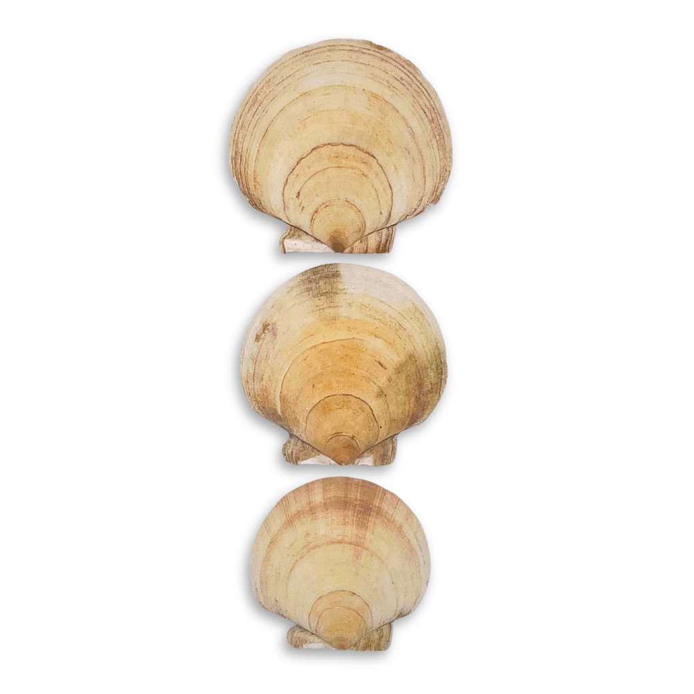 Maine Sea Scallop Bottom Shells (4–6")