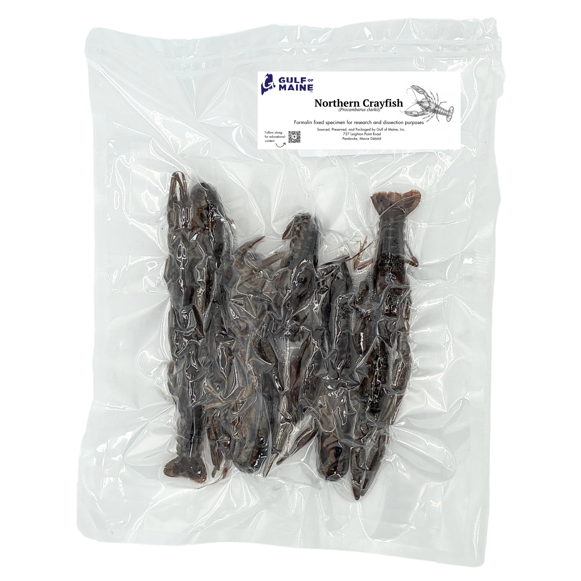 Preserved Northern Crayfish (Faxonius virilis) Specimen – Pack of 6