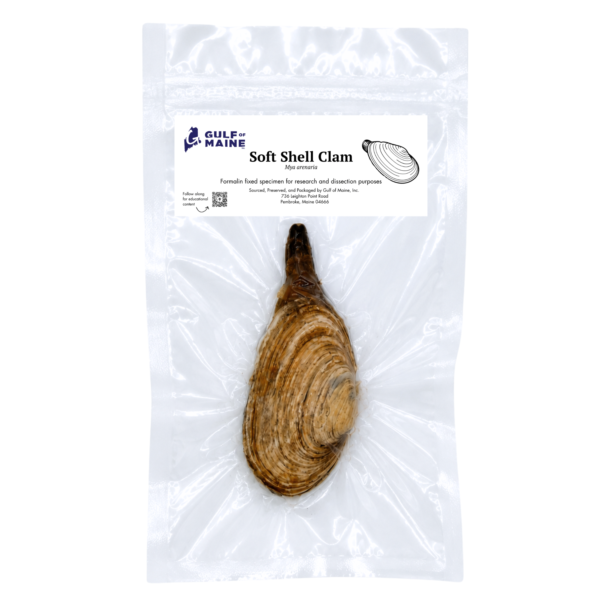 Preserved Soft-Shell Clam (Mya arenaria) – Marine Invertebrate Specimen
