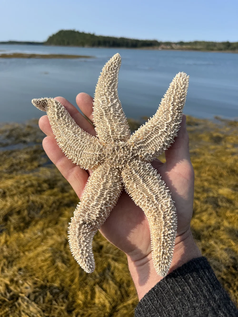 Sea Urchin Shells | Real Sun-Bleached Seashells for Crafts & Décor ...