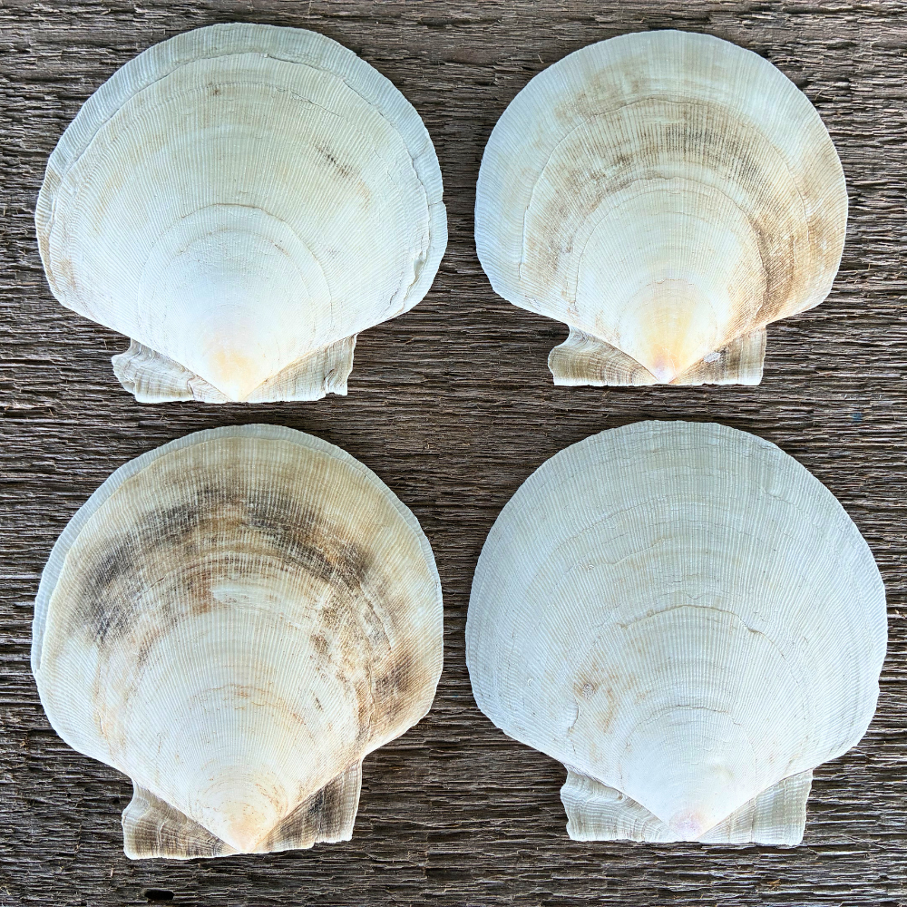 Smooth-Finish Maine Sea Scallop Bottom Shells (4–6")