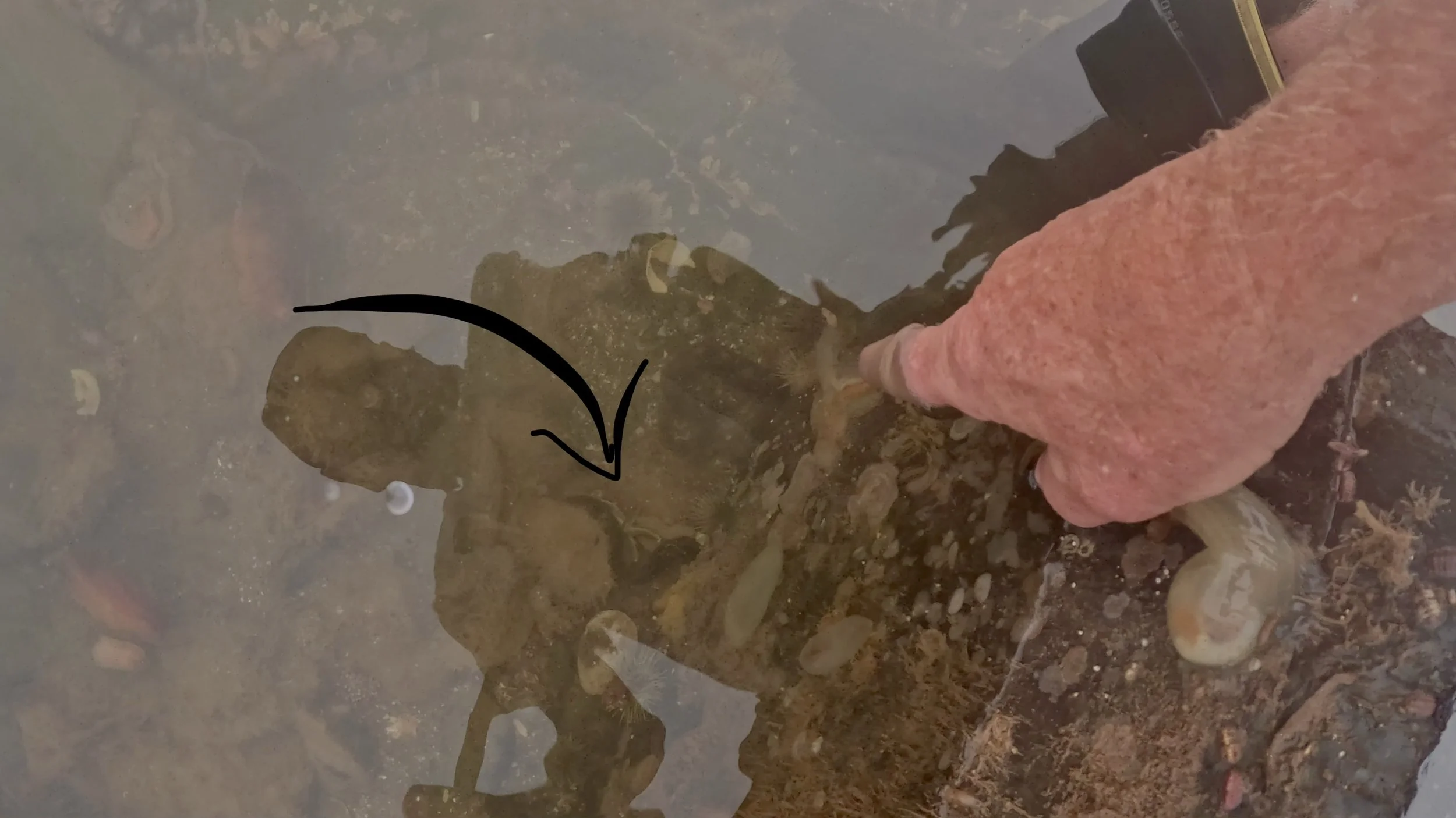 Ocean pout hiding beneath a submerged tidepool rock before being uncovered.