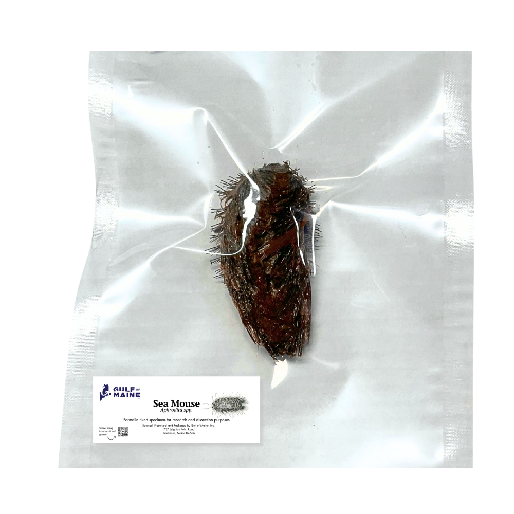 Preserved Sea Mouse (Aphrodita sp.) – Marine Annelid Specimen