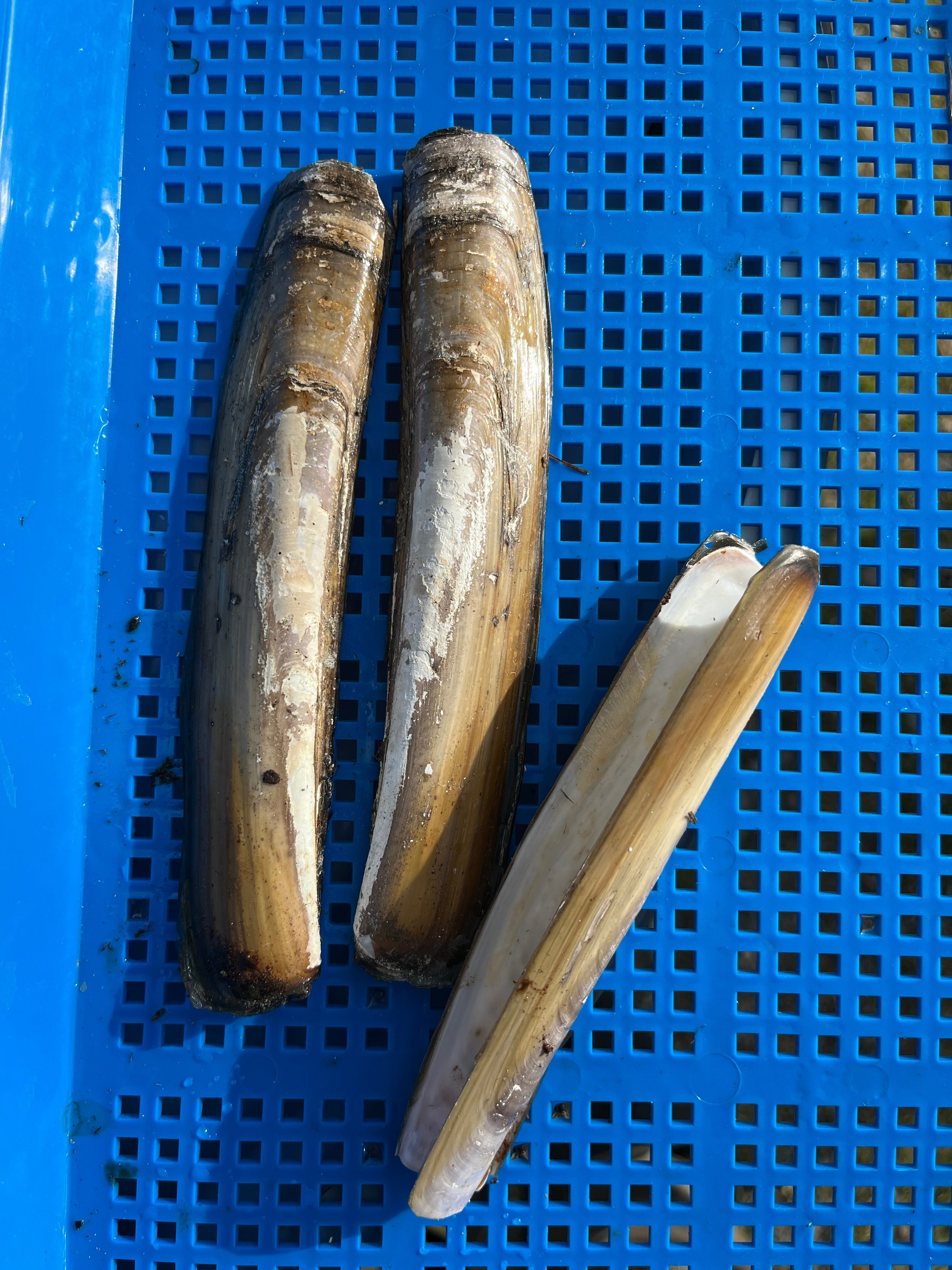 Razor Clam.jpg