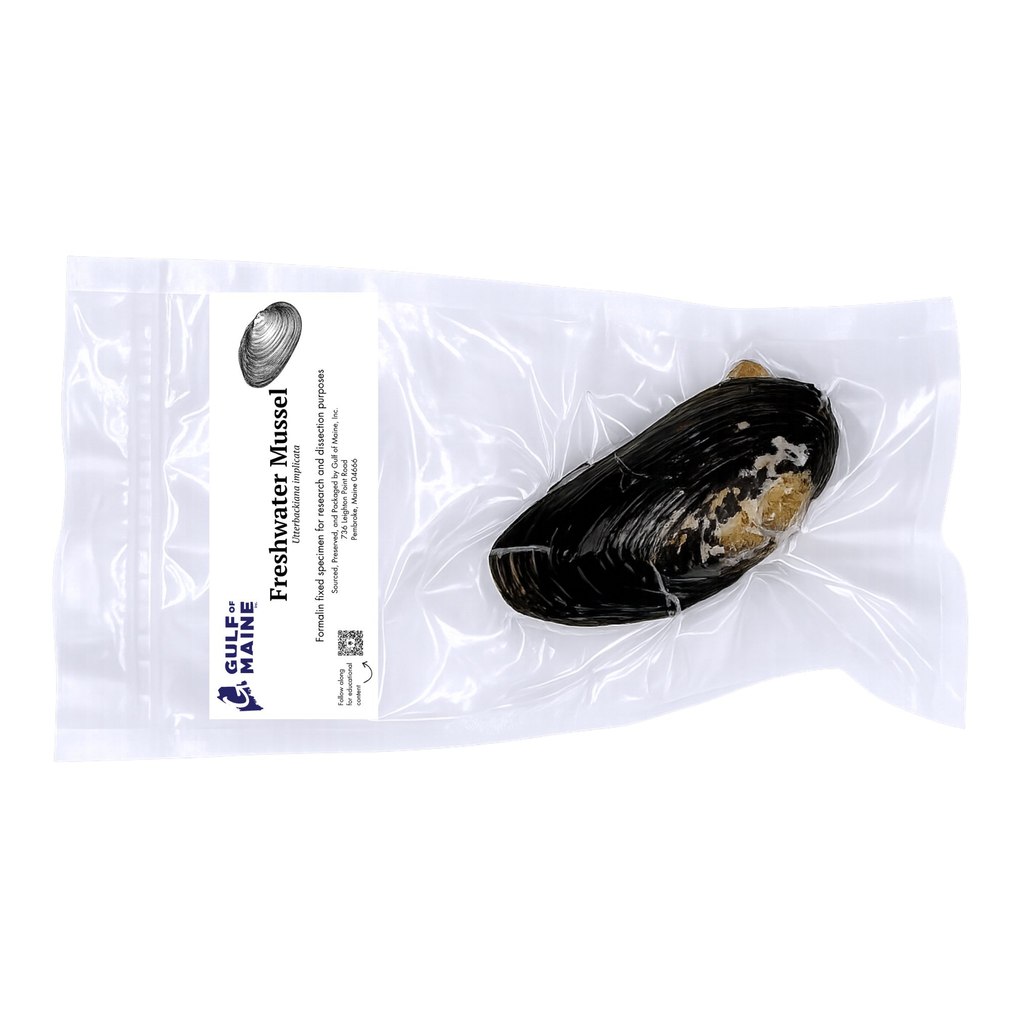 Preserved freshwater mussel specimen vacuum-sealed for classroom biology study and dissection.