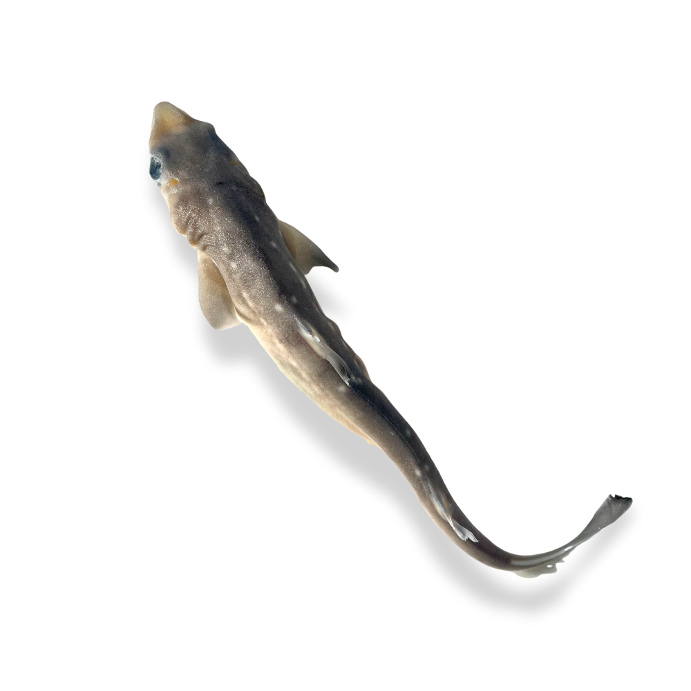 Preserved Spiny Dogfish (Squalus acanthias) – Marine Specimen