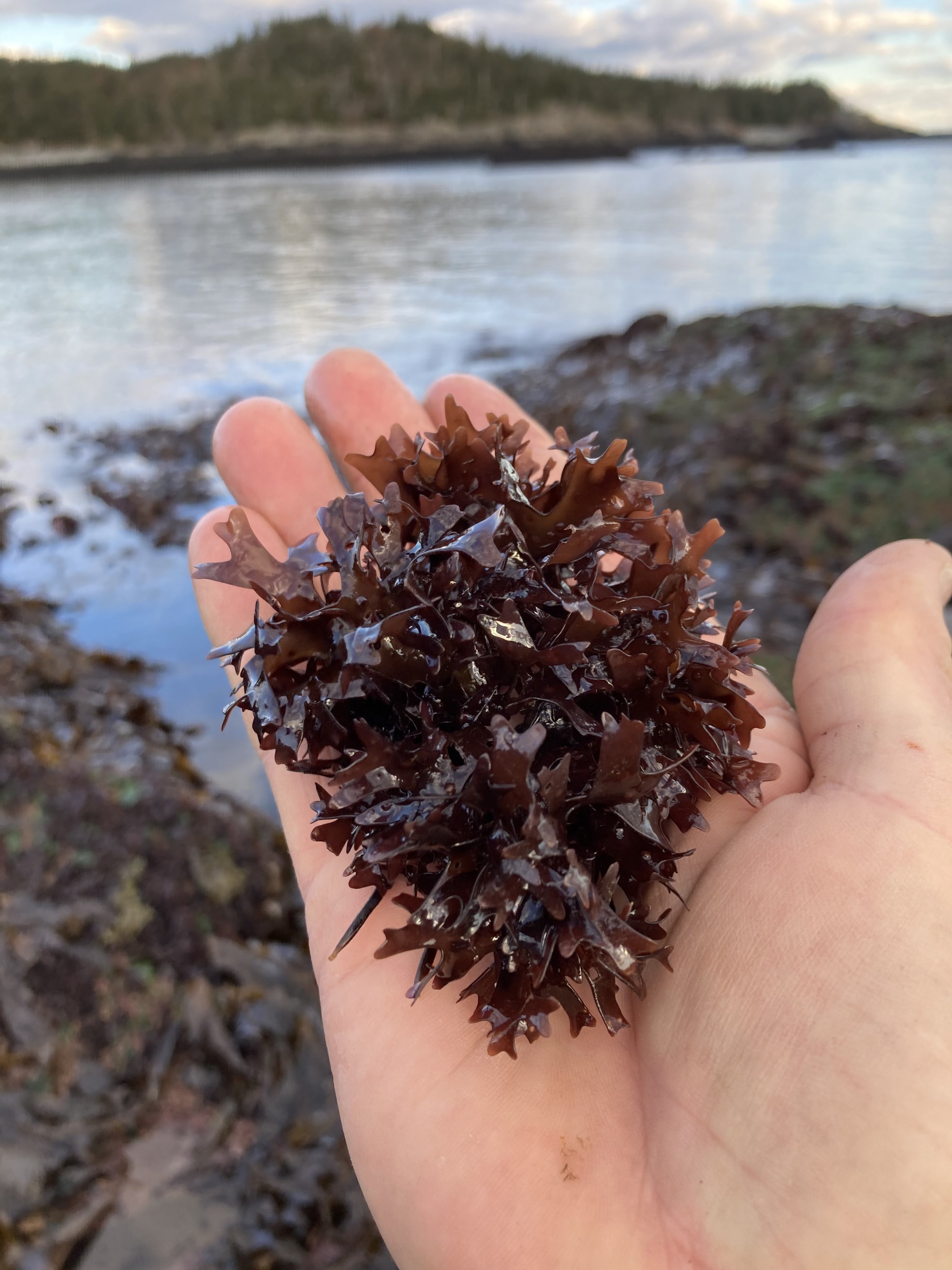 Wild Atlantic Irish moss growing in dense beds along the rocky Maine shoreline during low tide