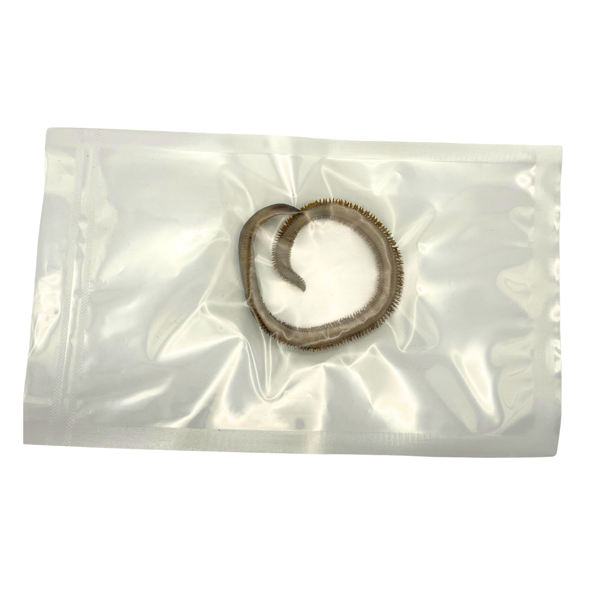 Preserved Bloodworm (Glycera spp.) – Marine Invertebrate Specimen