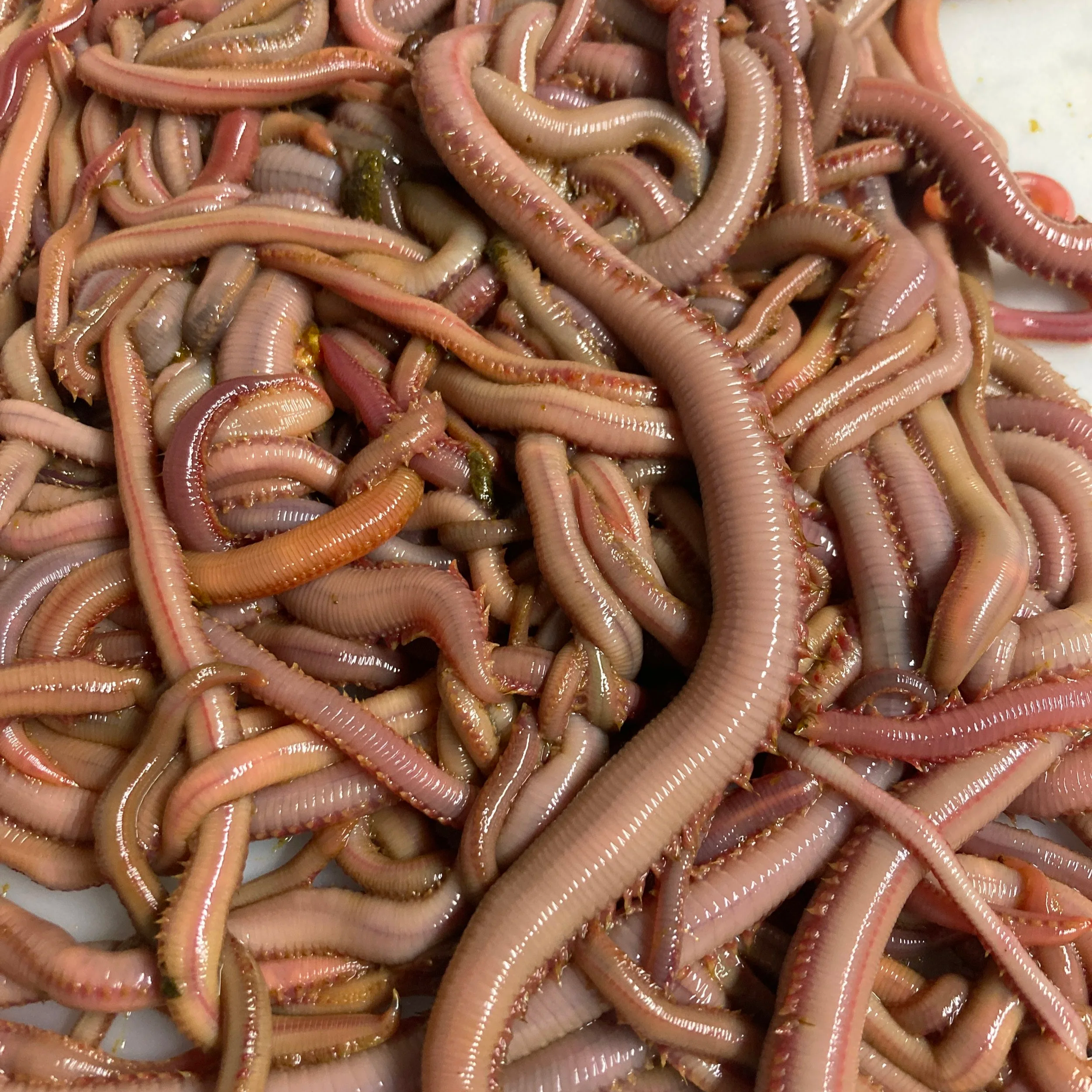 Bloodworm (Glycera), Live, Science Specimen