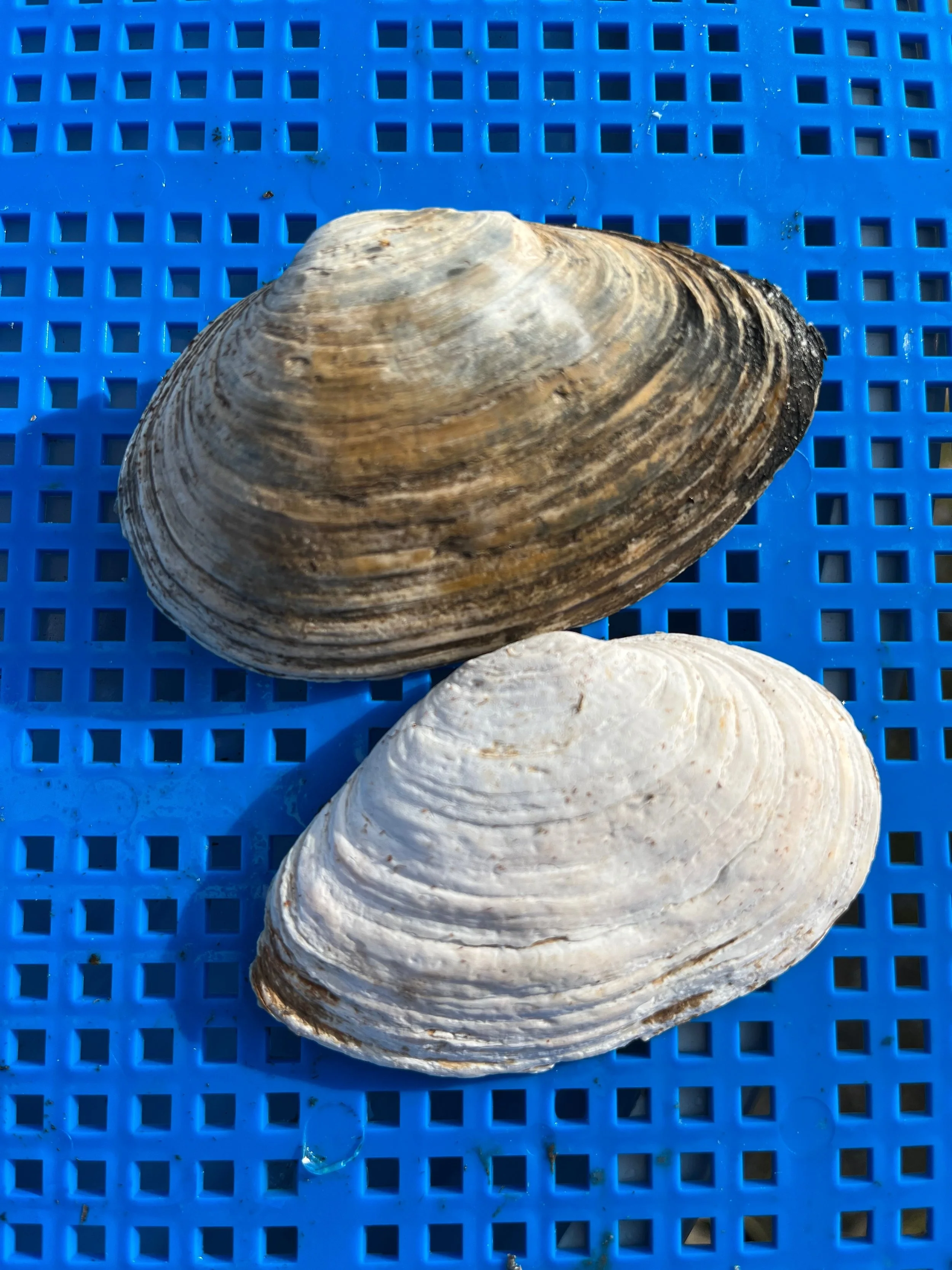 Sea Urchin Shells | Real Sun-Bleached Seashells for Crafts & Décor ...