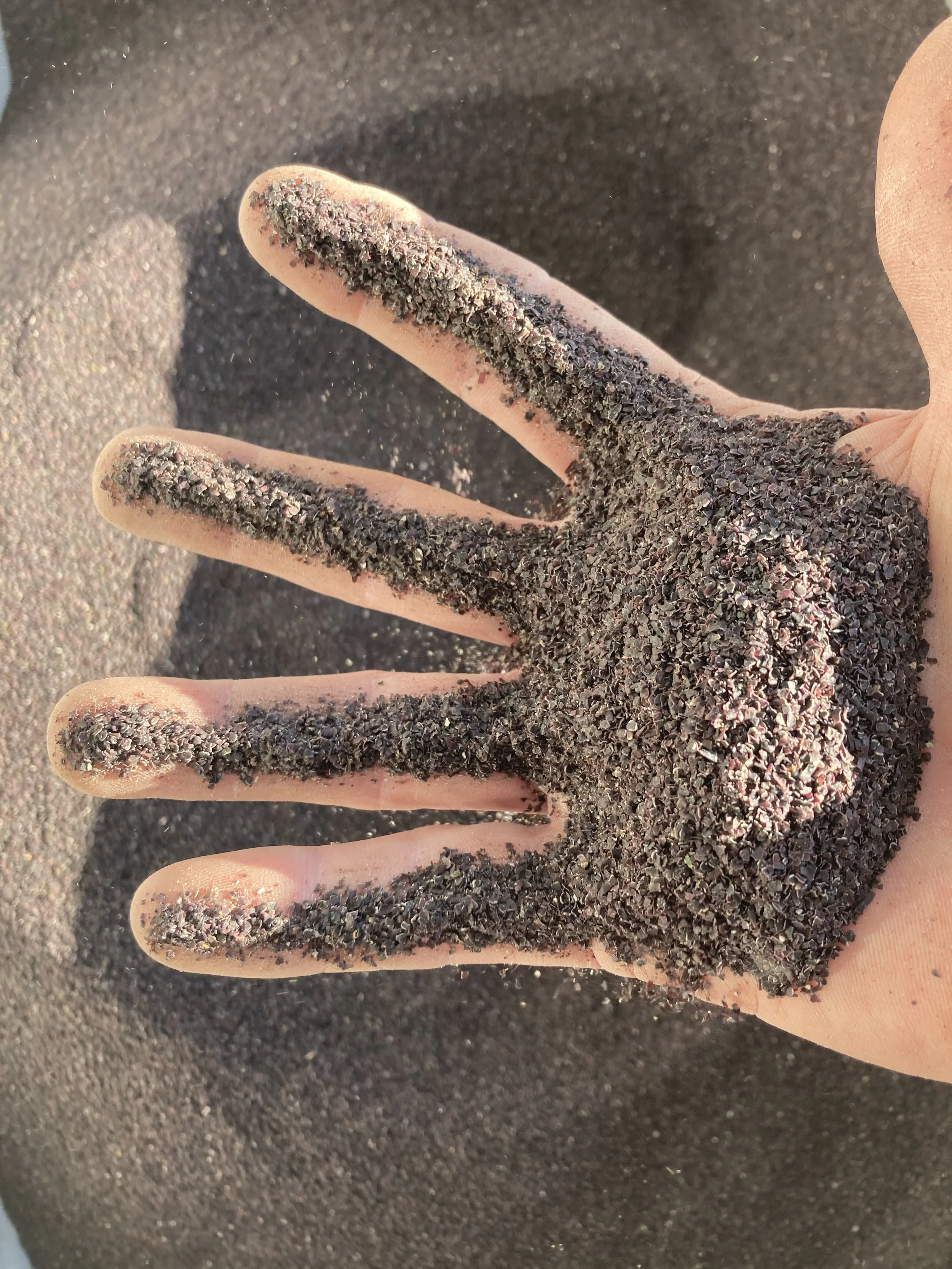 Ground Irish moss powder made from dried Chondrus crispus harvested along the Maine coast