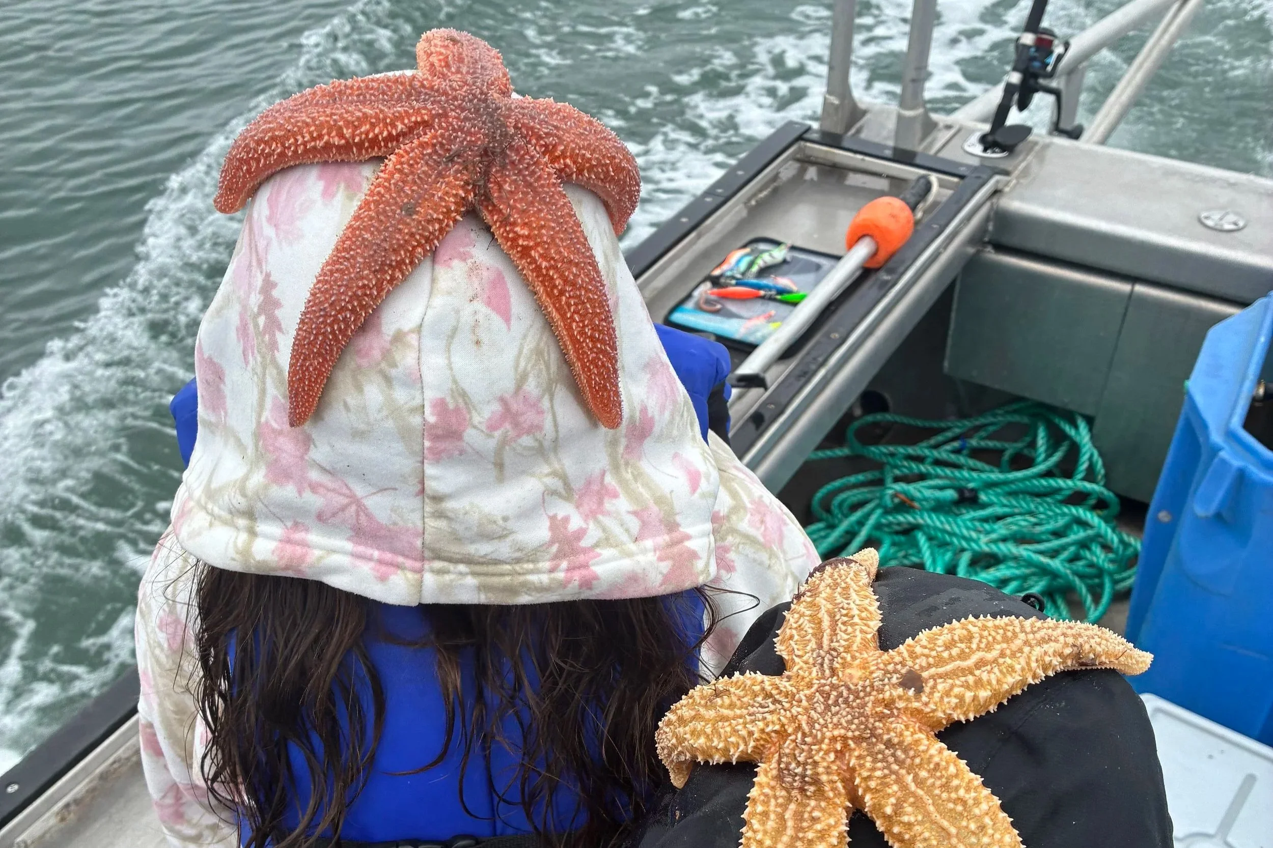 Two Northern sea stars collected during fieldwork on a boat in the Gulf of Maine.