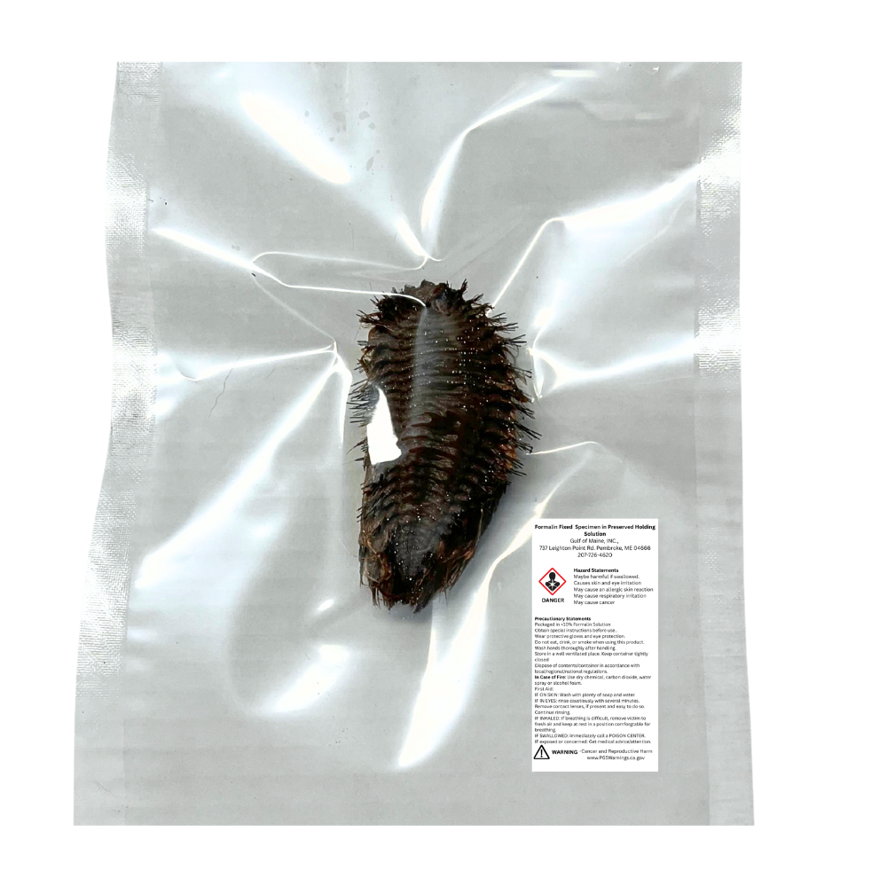 Preserved Sea Mouse (Aphrodita sp.) – Marine Annelid Specimen