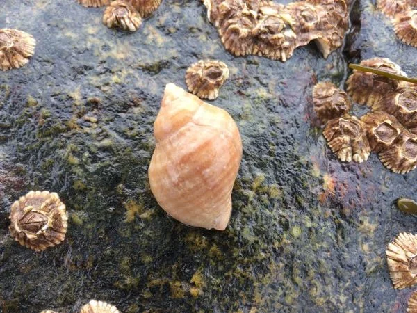 Shells of 8 Gulf of Maine univalve mollusc species