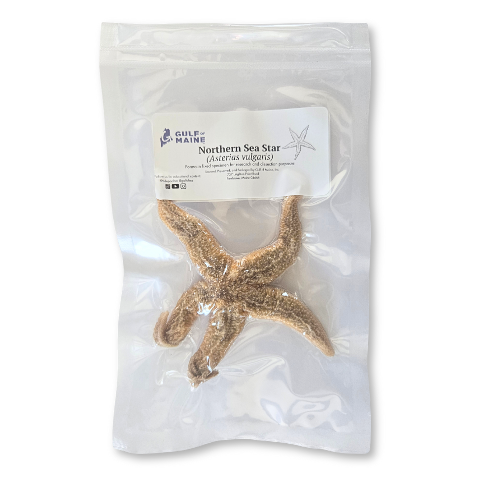 Preserved Northern sea star specimen in vacuum-sealed packaging for dissection