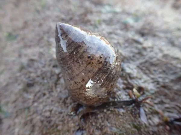 Marine snails and univalve molluscs