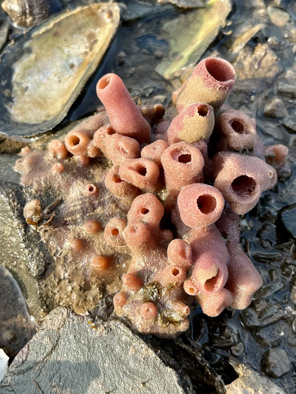 Purple Sponge (Haliclona permollis) | Maine Marine Specimen | Gulf