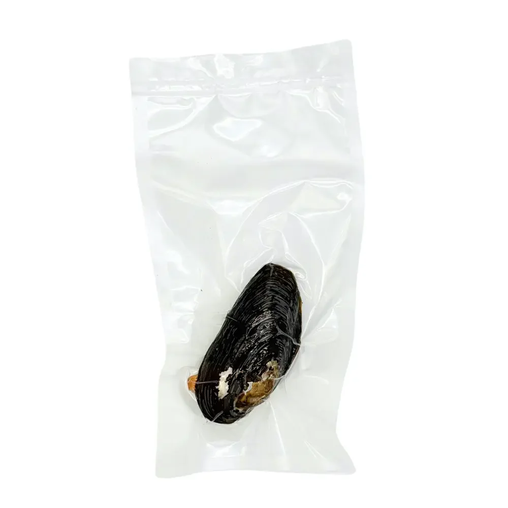 Preserved Freshwater Mussel – Marine Specimen