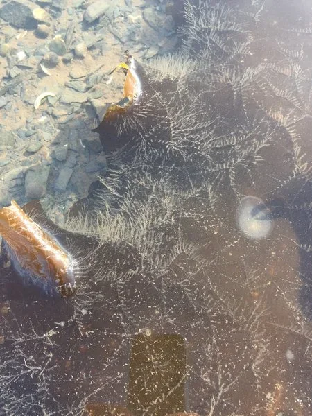 Marine Cnidaria species from Gulf of Maine