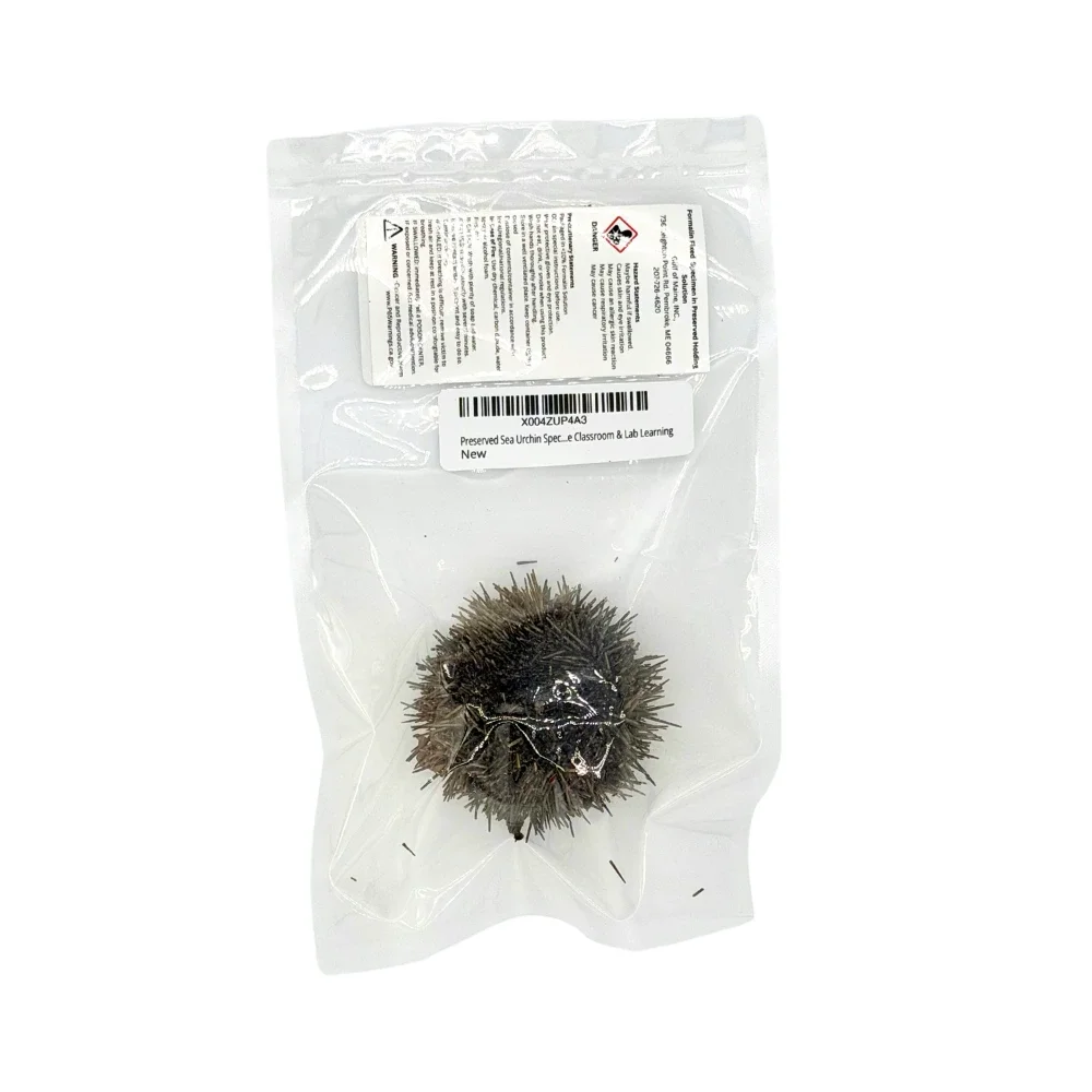 Preserved Sea Urchin (Strongylocentrotus droebachiensis) – Marine Invertebrate Specimen