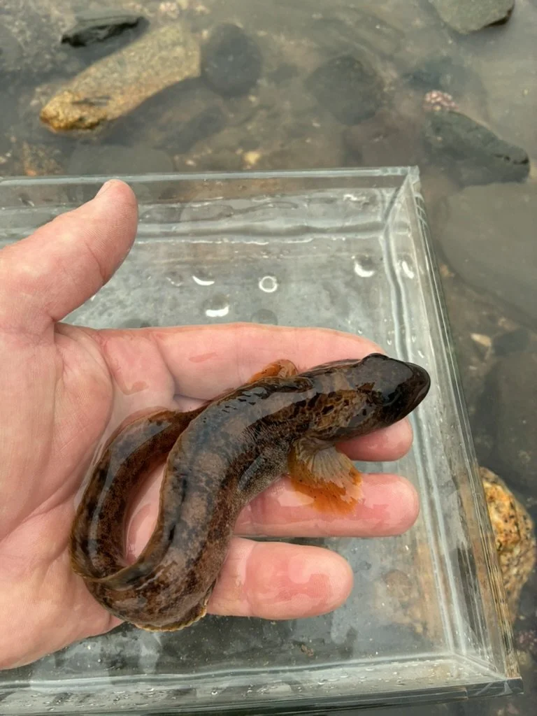 Ocean pout with marbled brown coloration resting in a hand above a clear aquarium.