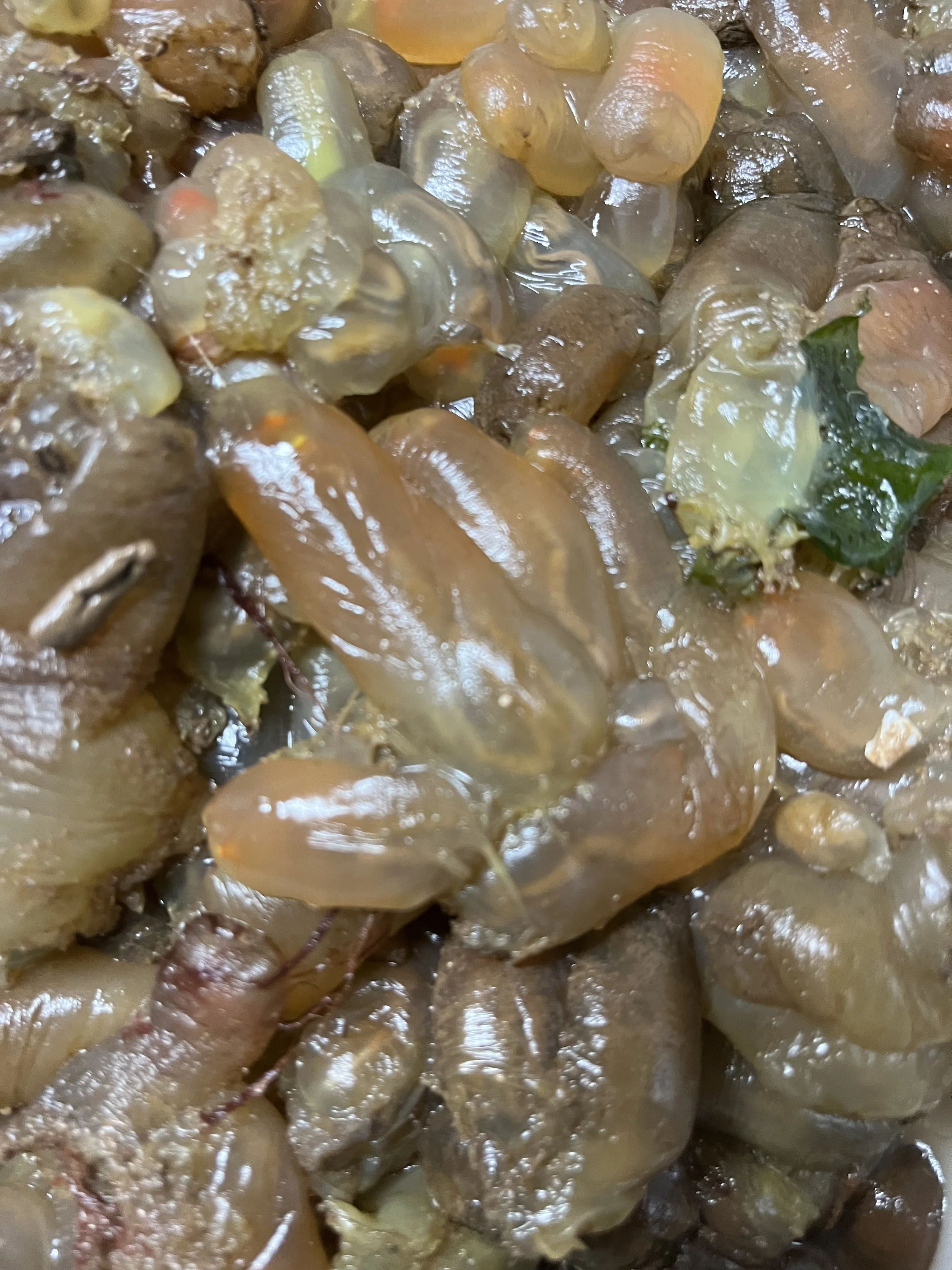 live bundle of sea vase being prepared for preservation