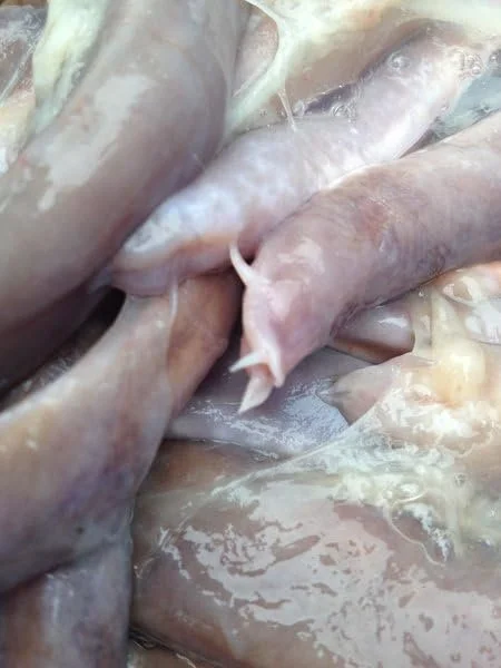 preserved atlantic hagfish (myxine glutinosa) marine study specimen