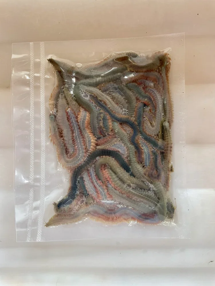 Wild-harvested sandworms from Maine tidal flats