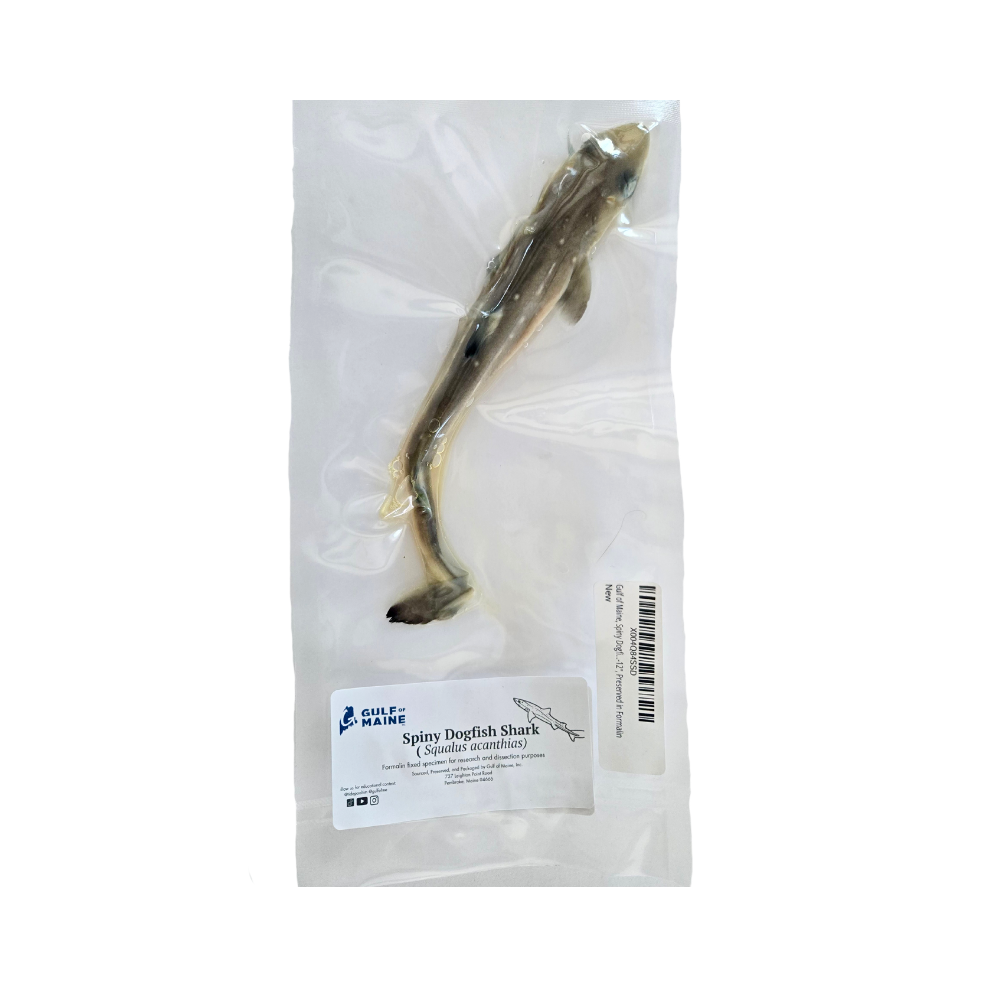 Preserved Spiny Dogfish (Squalus acanthias) – Marine Specimen
