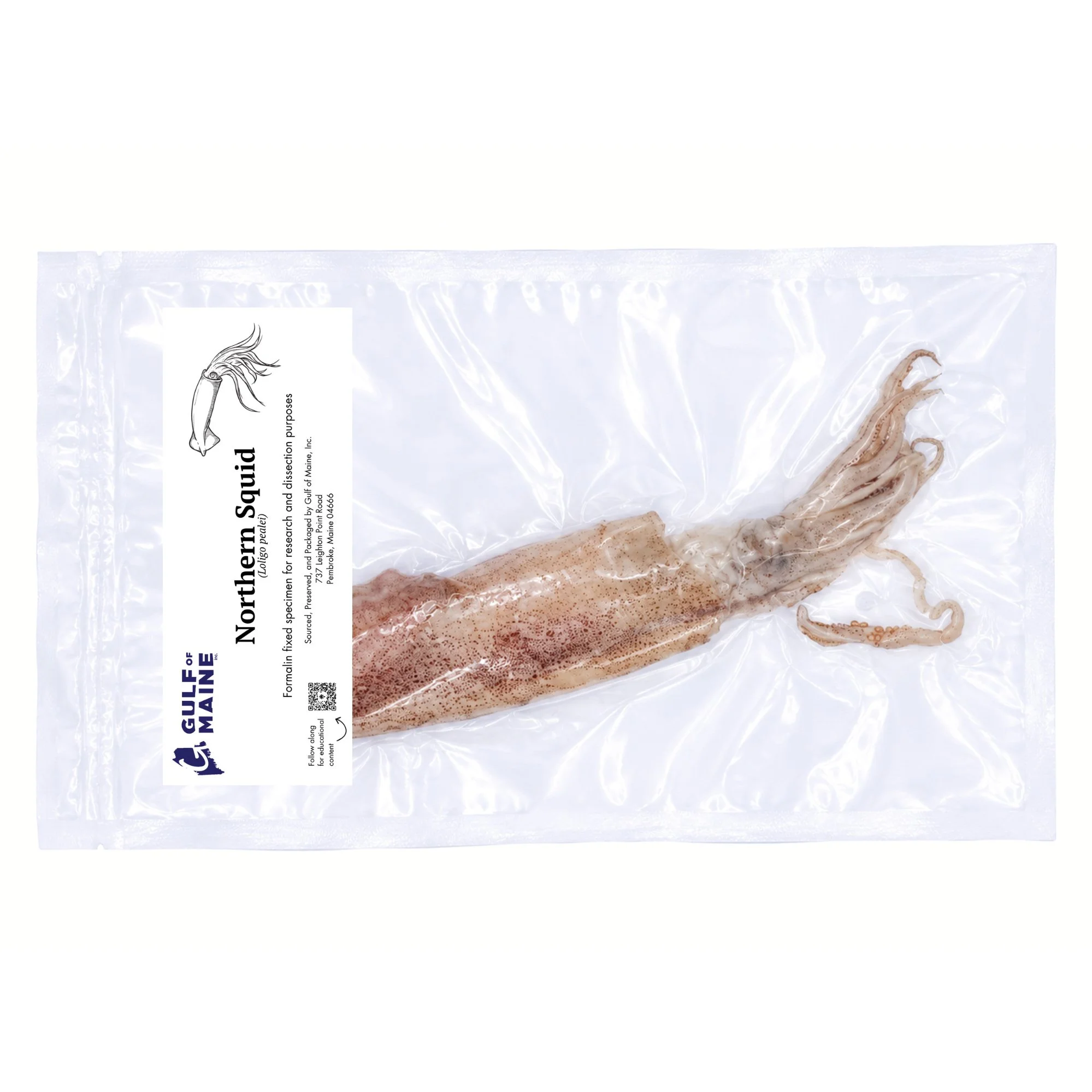 Preserved norhtern squid specimen vacuum-sealed for classroom biology study and dissection.