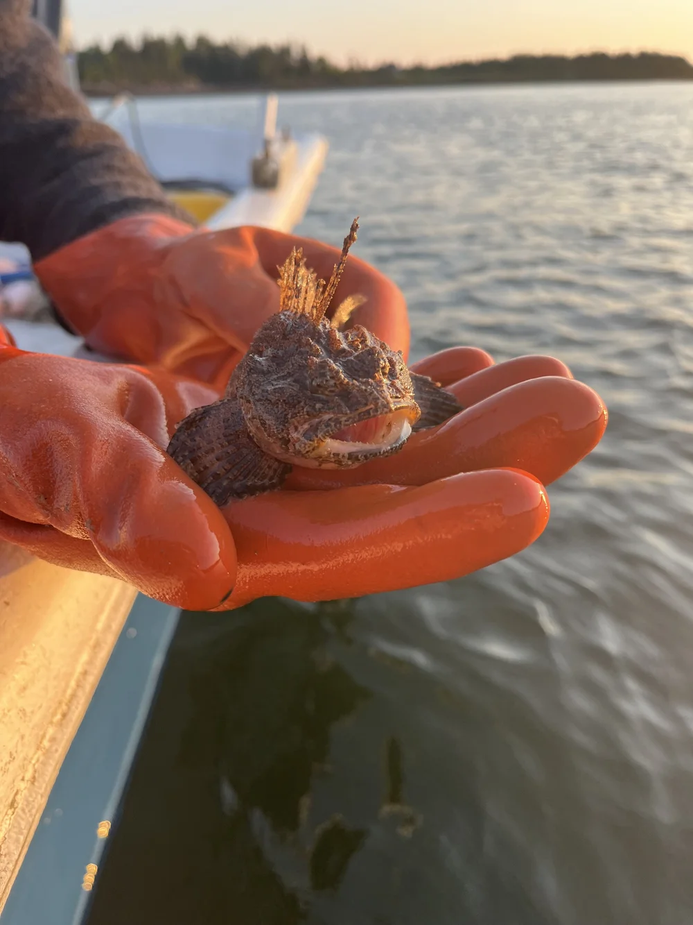 しらす様 Aquatic Division the Commoner Sea Raven (Hemitripterus americanus) | Live Cold-Water Fish from