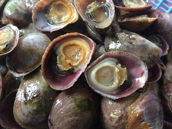 Gulf of Maine univalve molluscs collection