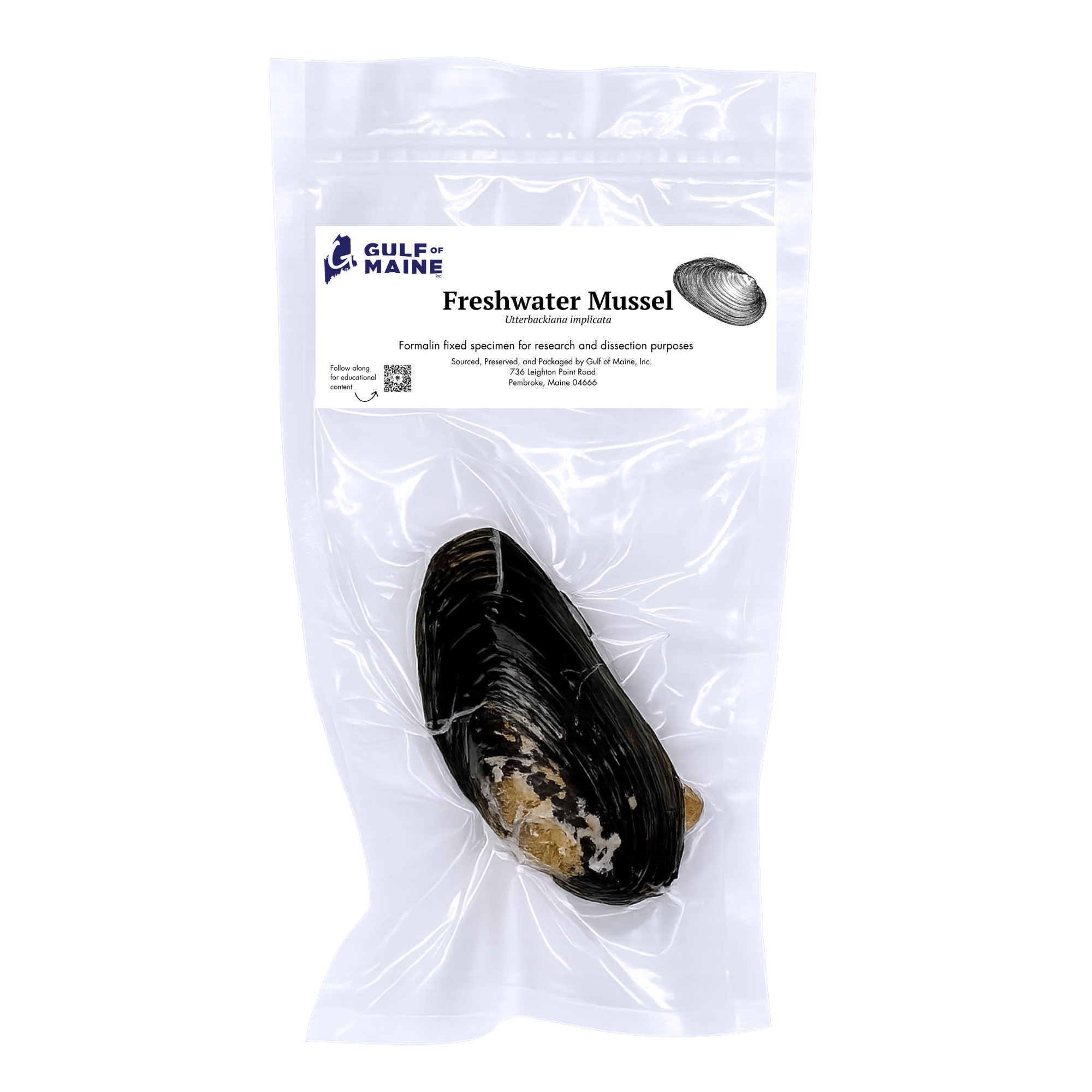 Preserved Freshwater Mussel – Marine Specimen