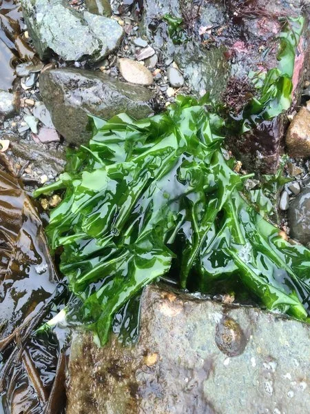 Sea lettuce flakes, powder, whole leaf, dried seawee