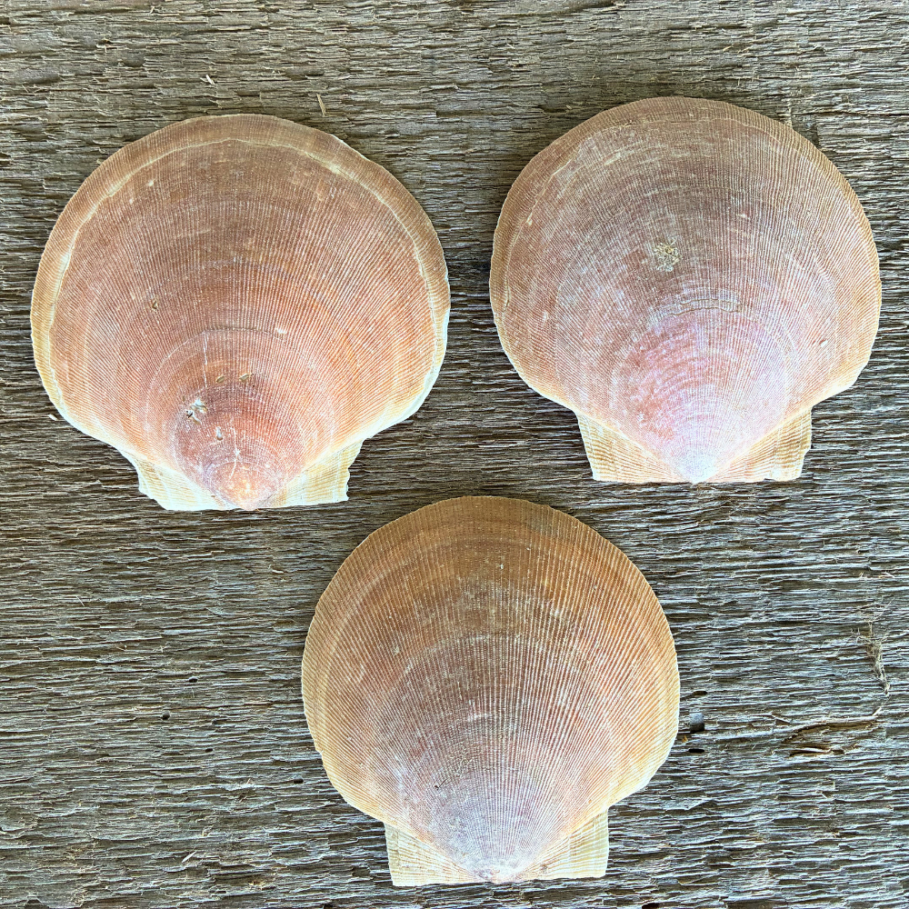 Smooth-Finish Maine Sea Scallop Top Shells (4–6")