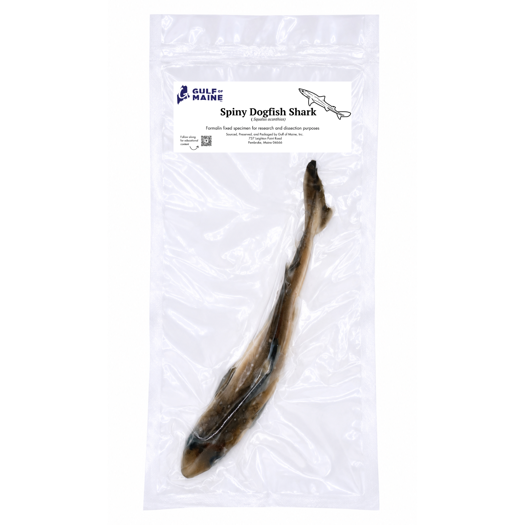 Preserved Spiny Dogfish (Squalus acanthias) – Marine Specimen