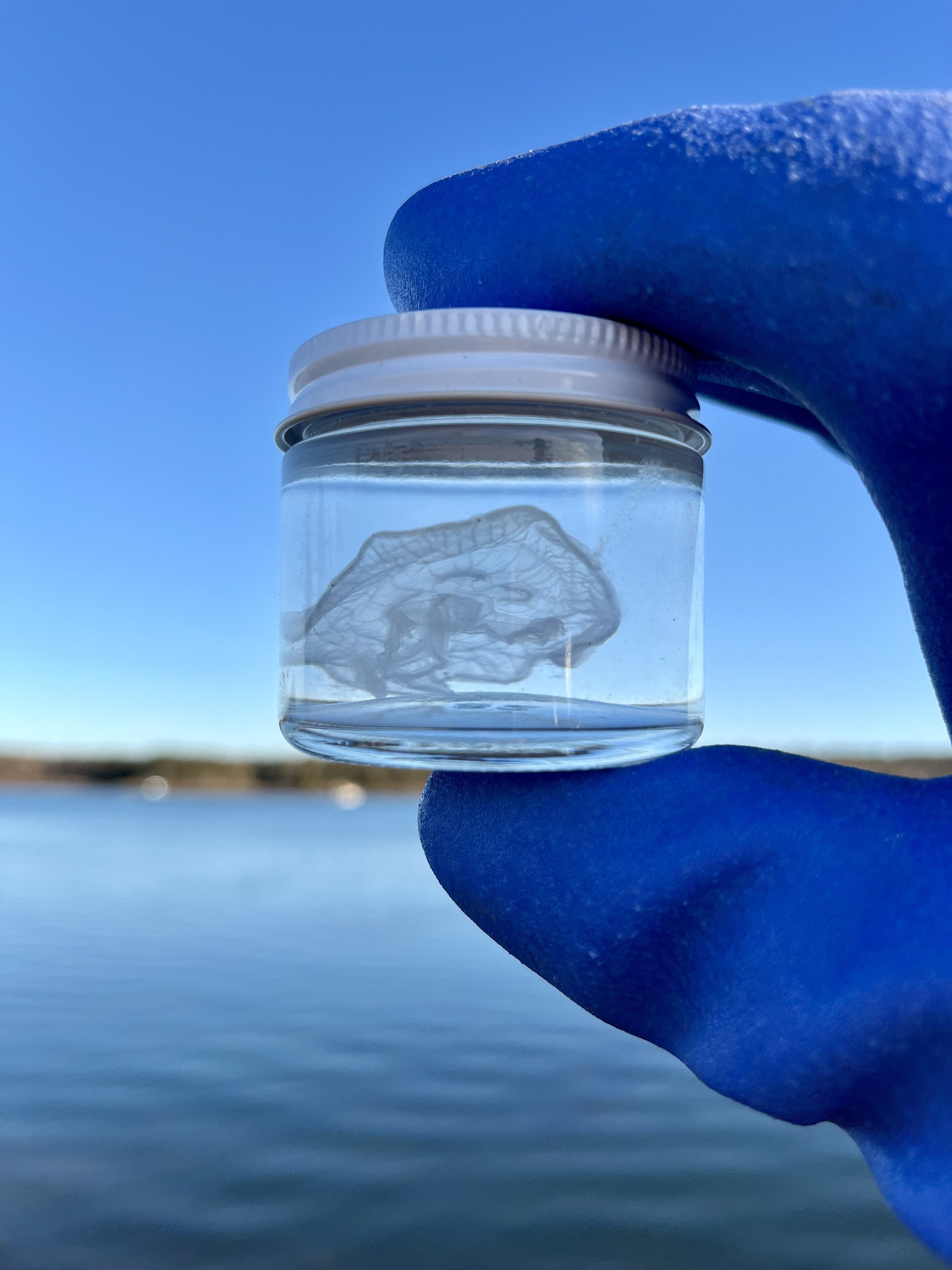 Moon Jellyfish (Aurelia aurita)—Preserved— Wet Specimen