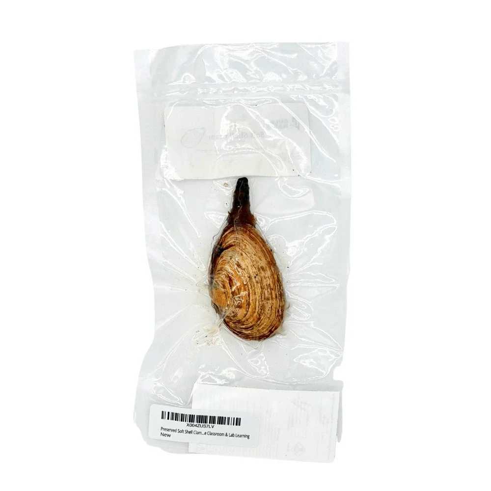 Soft shell clam in a vac-sealed bag for dissection and research purposes
