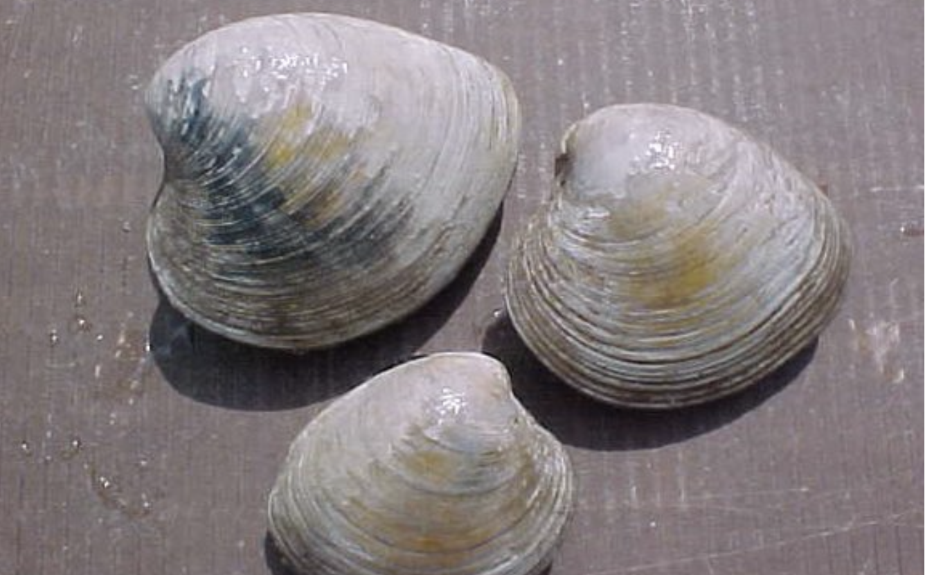 Frozen Quahog
