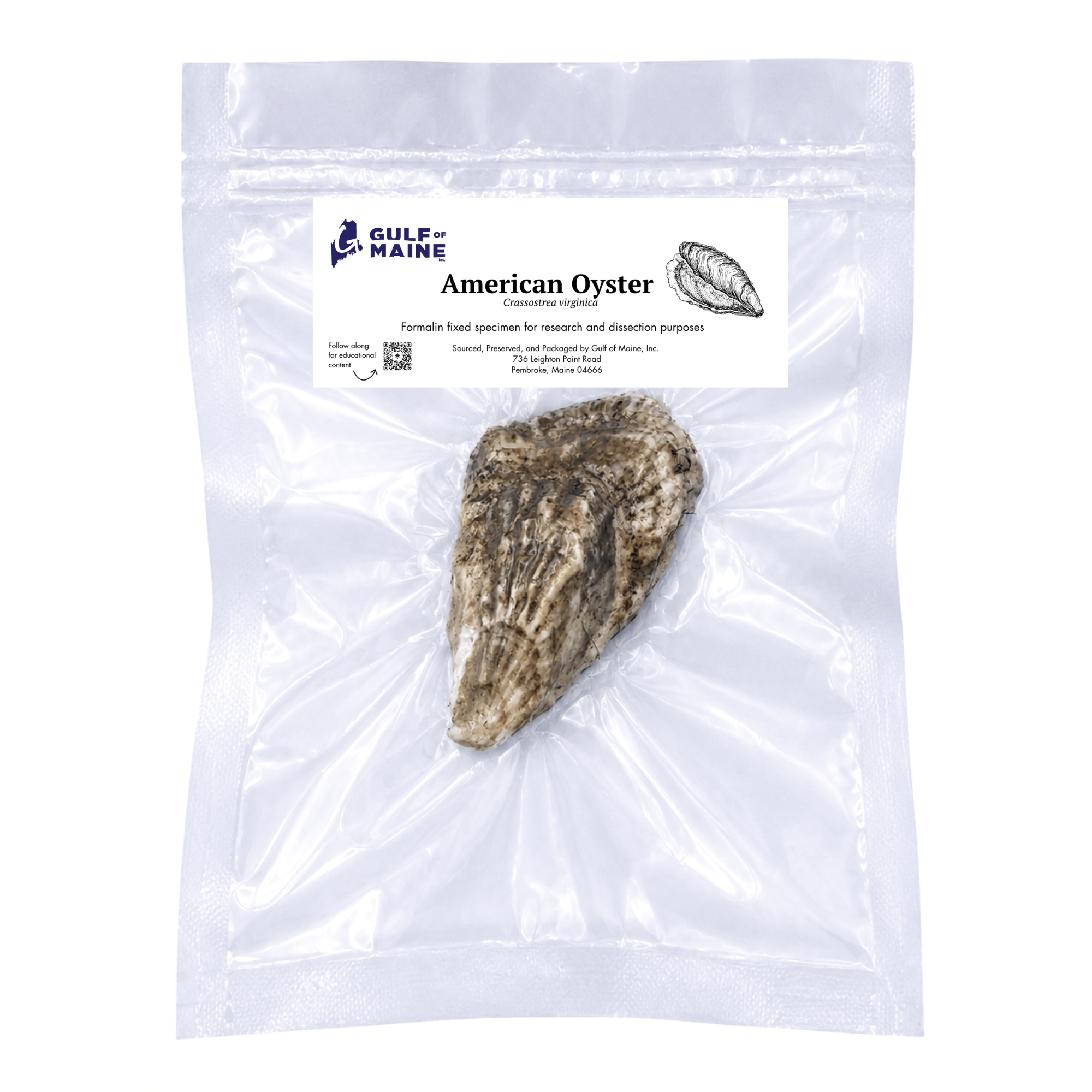 Preserved American Oyster (Crassostrea virginica) – Marine Specimen