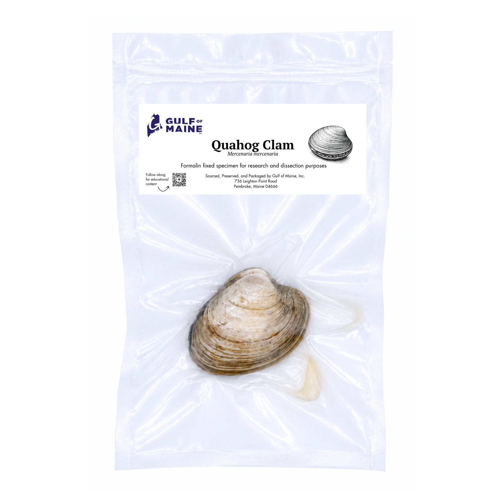 Preserved Quahog Clam (Mercenaria mercenaria) – Marine Specimen