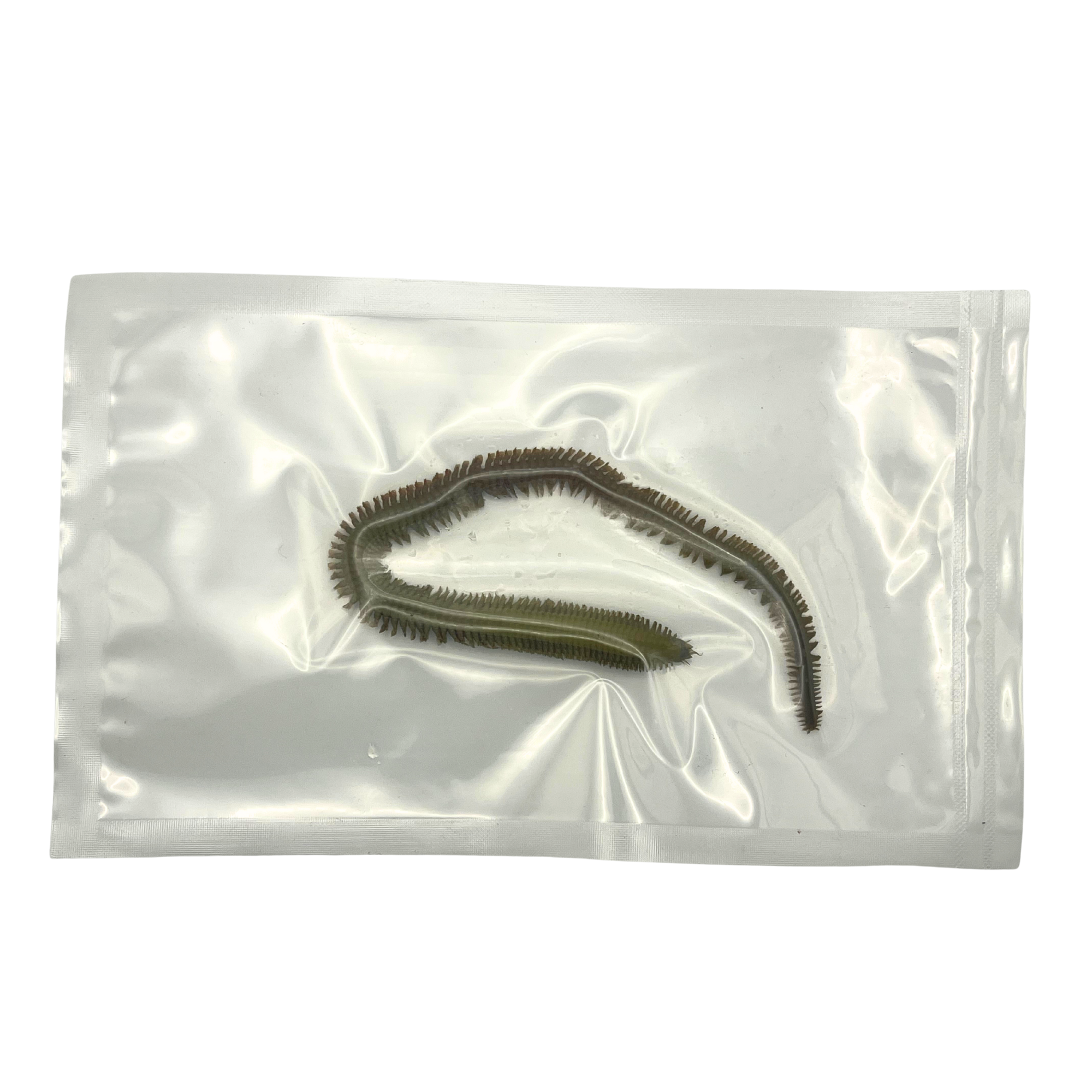 Preserved Sandworm (Nereis spp.) | Marine Annelid Specimen