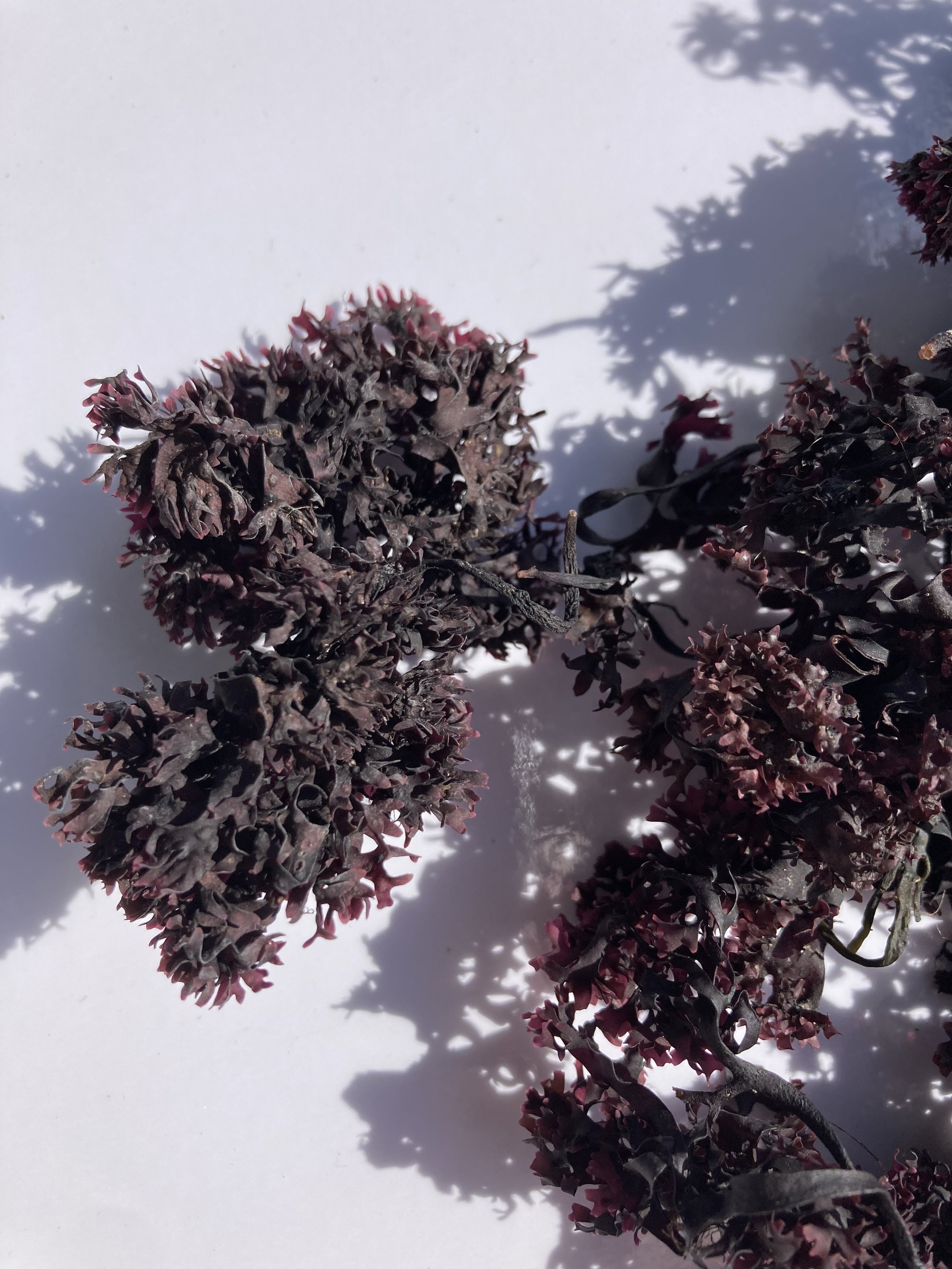 Wild harvested dried Irish moss (Chondrus crispus) from the Gulf of Maine spread out in whole leaf form
