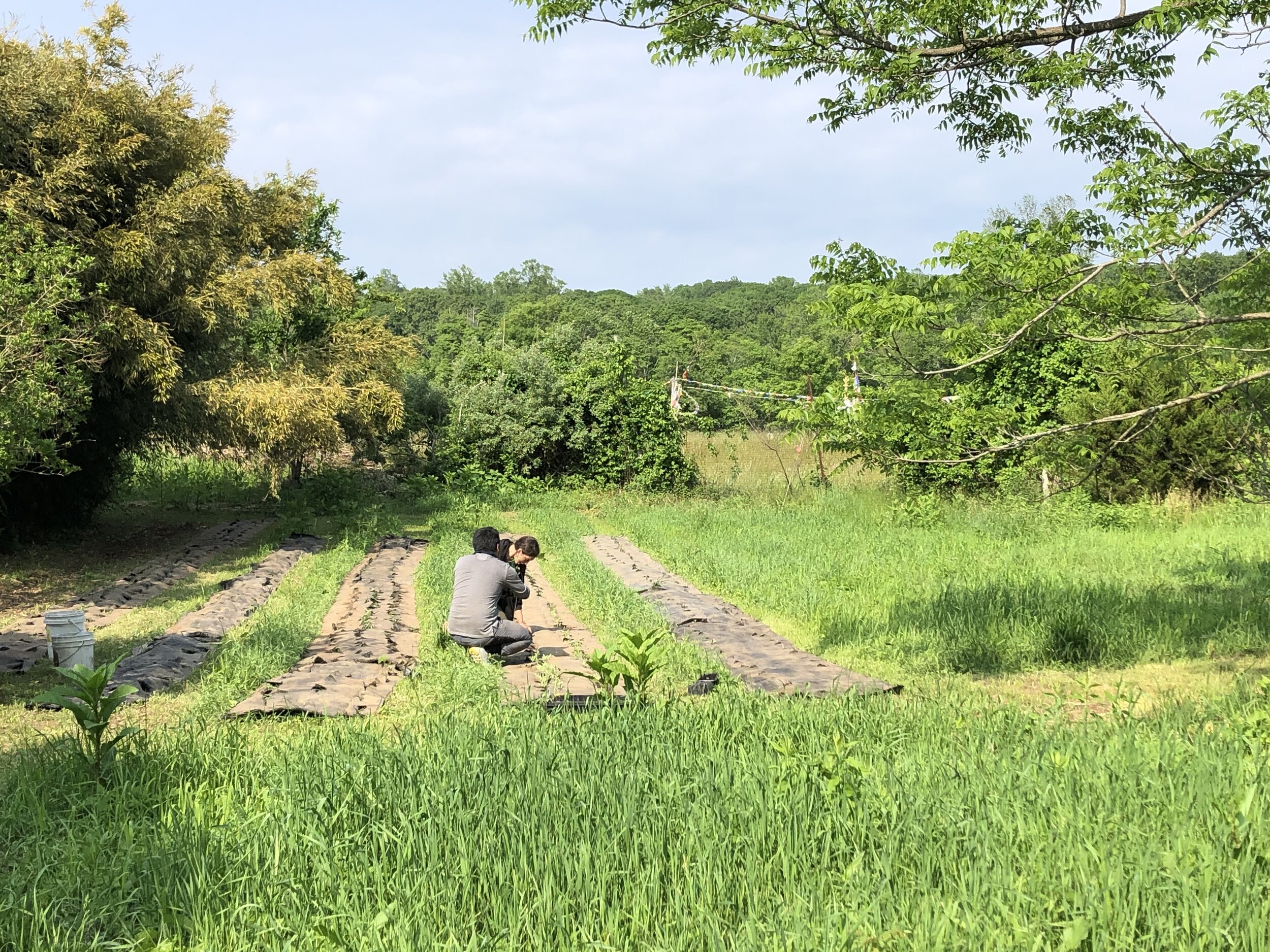 The timeline of the corn field