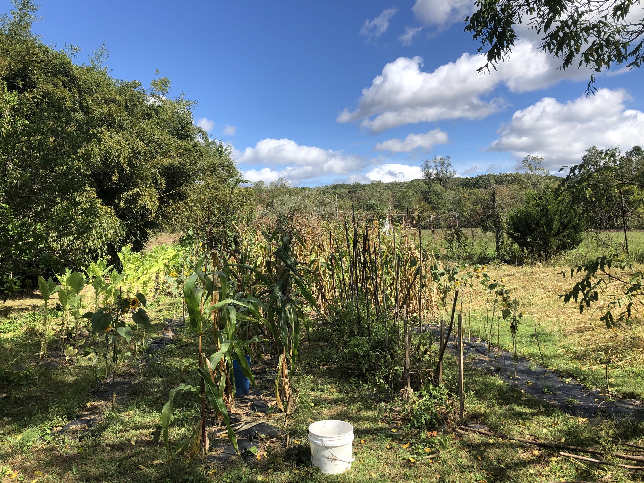 The timeline of the corn field