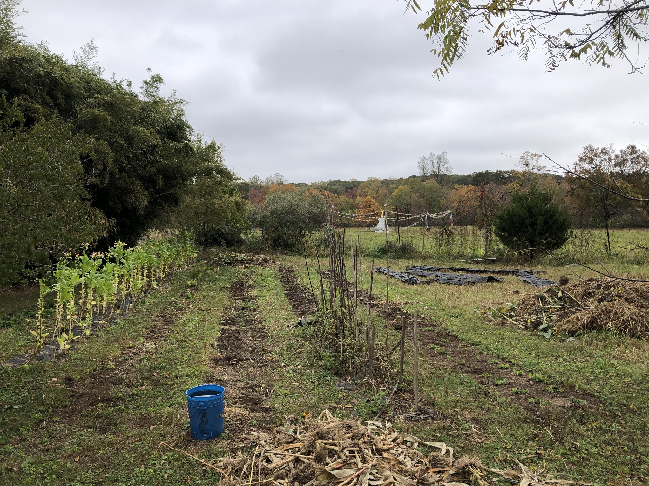 The timeline of the corn field