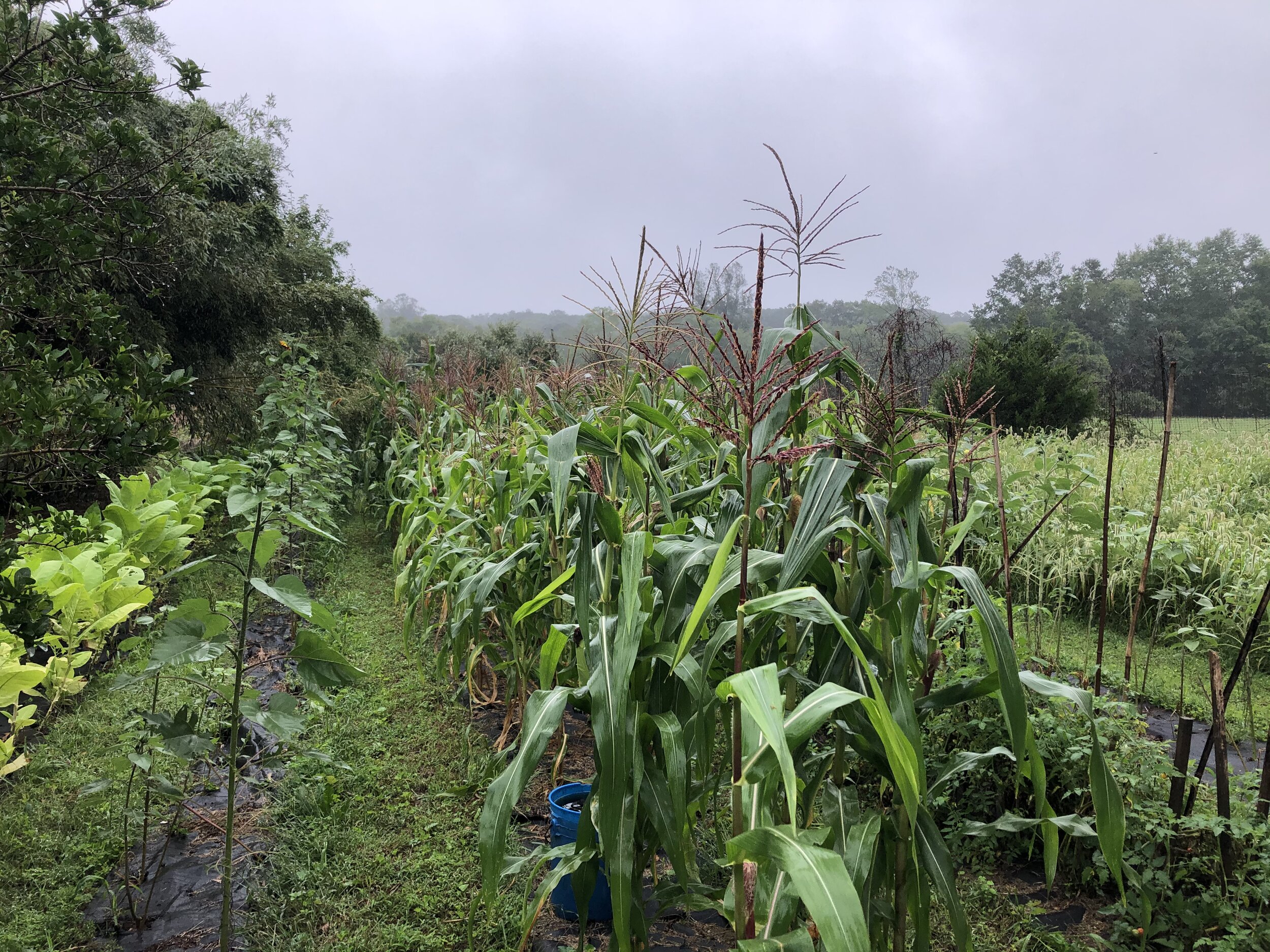 The timeline of the corn field